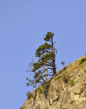 Fotografia 9 da espécie Pinus uncinata no Jardim Botânico UTAD