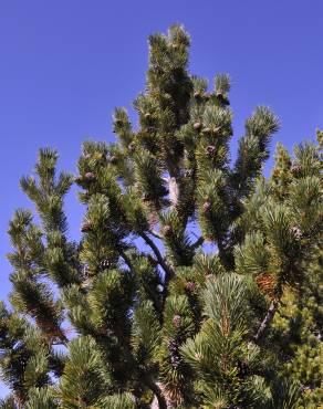 Fotografia 10 da espécie Pinus uncinata no Jardim Botânico UTAD
