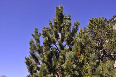 Fotografia da espécie Pinus uncinata