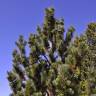 Fotografia 10 da espécie Pinus uncinata do Jardim Botânico UTAD