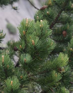 Fotografia 11 da espécie Pinus uncinata no Jardim Botânico UTAD