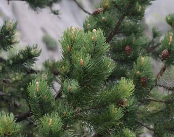 Fotografia da espécie Pinus uncinata