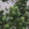 Fotografia 11 da espécie Pinus uncinata do Jardim Botânico UTAD