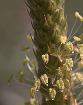 Fotografia 3 da espécie Plantago macrorhiza no Jardim Botânico UTAD