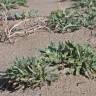 Fotografia 4 da espécie Plantago macrorhiza do Jardim Botânico UTAD