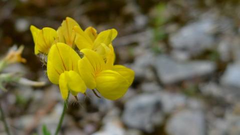 Fotografia da espécie Lupinus luteus