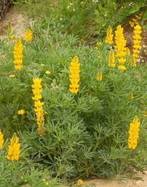 Fotografia 10 da espécie Lupinus luteus no Jardim Botânico UTAD