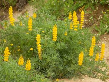 Fotografia da espécie Lupinus luteus