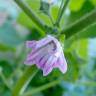 Fotografia 8 da espécie Malva nicaeensis do Jardim Botânico UTAD