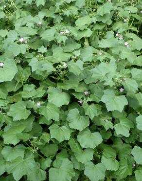 Fotografia 10 da espécie Malva nicaeensis no Jardim Botânico UTAD