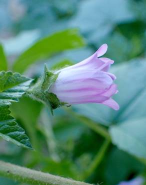 Fotografia 11 da espécie Malva nicaeensis no Jardim Botânico UTAD