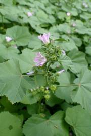 Fotografia da espécie Malva nicaeensis