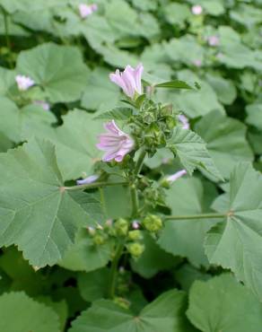 Fotografia 12 da espécie Malva nicaeensis no Jardim Botânico UTAD