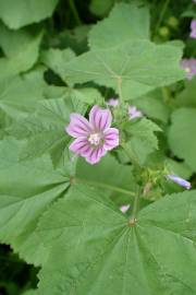 Fotografia da espécie Malva nicaeensis