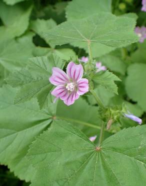 Fotografia 13 da espécie Malva nicaeensis no Jardim Botânico UTAD