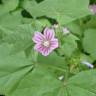 Fotografia 13 da espécie Malva nicaeensis do Jardim Botânico UTAD