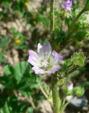 Fotografia 16 da espécie Malva nicaeensis no Jardim Botânico UTAD