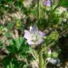 Fotografia 16 da espécie Malva nicaeensis do Jardim Botânico UTAD