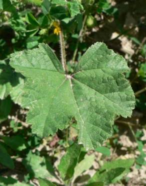 Fotografia 17 da espécie Malva nicaeensis no Jardim Botânico UTAD