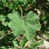 Fotografia 17 da espécie Malva nicaeensis do Jardim Botânico UTAD