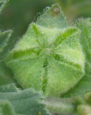 Fotografia 18 da espécie Malva nicaeensis no Jardim Botânico UTAD