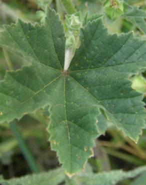 Fotografia 19 da espécie Malva nicaeensis no Jardim Botânico UTAD