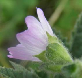 Fotografia da espécie Malva nicaeensis