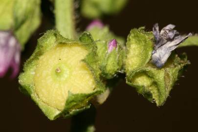 Fotografia da espécie Malva nicaeensis