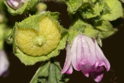 Fotografia da espécie Malva nicaeensis