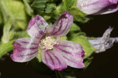 Fotografia da espécie Malva nicaeensis