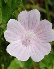 Malva hispanica