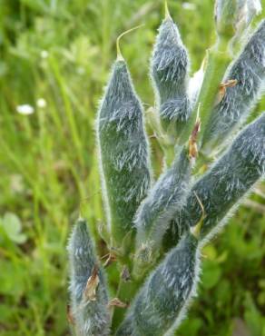 Fotografia 11 da espécie Lupinus luteus no Jardim Botânico UTAD