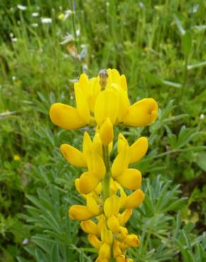 Fotografia 12 da espécie Lupinus luteus no Jardim Botânico UTAD