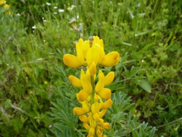 Fotografia da espécie Lupinus luteus