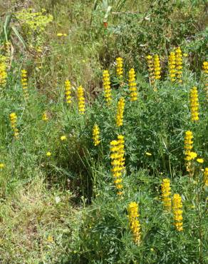 Fotografia 14 da espécie Lupinus luteus no Jardim Botânico UTAD