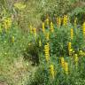 Fotografia 14 da espécie Lupinus luteus do Jardim Botânico UTAD