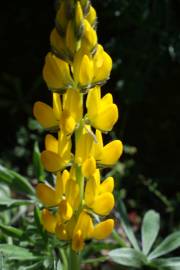 Fotografia da espécie Lupinus luteus