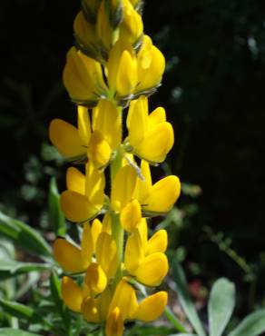 Fotografia 15 da espécie Lupinus luteus no Jardim Botânico UTAD