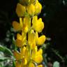 Fotografia 15 da espécie Lupinus luteus do Jardim Botânico UTAD