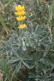 Fotografia da espécie Lupinus luteus