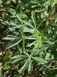 Fotografia da espécie Lupinus luteus