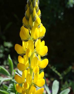 Fotografia 19 da espécie Lupinus luteus no Jardim Botânico UTAD