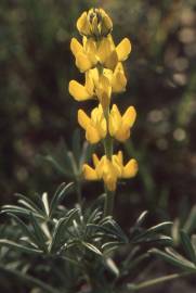 Fotografia da espécie Lupinus luteus