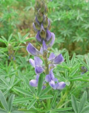 Fotografia 8 da espécie Lupinus angustifolius no Jardim Botânico UTAD