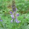 Fotografia 8 da espécie Lupinus angustifolius do Jardim Botânico UTAD