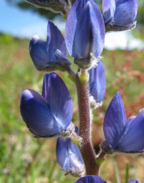 Fotografia 11 da espécie Lupinus angustifolius no Jardim Botânico UTAD