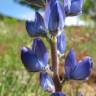 Fotografia 11 da espécie Lupinus angustifolius do Jardim Botânico UTAD