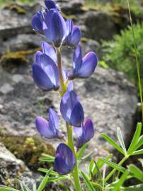 Fotografia da espécie Lupinus angustifolius