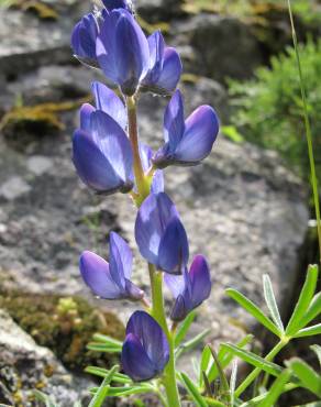 Fotografia 12 da espécie Lupinus angustifolius no Jardim Botânico UTAD