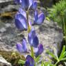 Fotografia 12 da espécie Lupinus angustifolius do Jardim Botânico UTAD